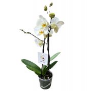  Phalaenopsis orchidea 12 cm-es cserépben, kb. 35 cm magas