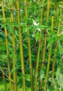  BAMBUSA BISSETII CLT. 18 150/200 Trpe bambusz