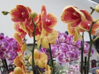 Phalaenopsis orchidea vegyes sznekben, 12 cm-es cserpben, 1 db