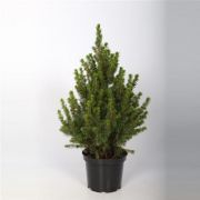  Picea Glauca conica cukorsüvegfenyő 15 cm-es cserépben, kb. 55 cm magas