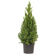  Picea Glauca conica cukorsüvegfenyő 60/80 cm