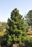  Pinus  leuc.  'Malinki'  CLT10