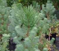  Pinus  pinea  CLT18  8/10  1/2T
