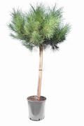  Pinus  pinea  CLT15  100/125  6/8  1/2T
