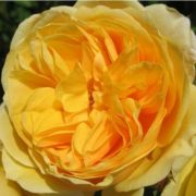 Rosa Ausmas cserepes rózsa