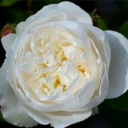  Rosa White Mary Rose cserepes rzsa