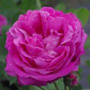  Rosa Duchesse de Rohan cserepes rzsa