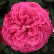  Rosa Ausmary cserepes rzsa
