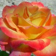  Rosa Alinka cserepes rózsa (azonnal szállítható)