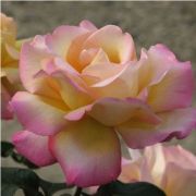  Rosa Béke - Peace cserepes rózsa