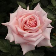  Rosa Budatétény cserepes rózsa