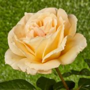  Rosa Casanova cserepes rózsa
