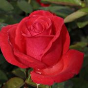  Rosa cserepes rózsa