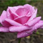 Rosa Eminence cserepes rózsa