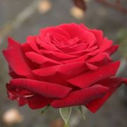  Rosa Ingrid Bergman™ cserepes rózsa