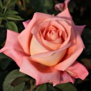  Rosa Fortuna® cserepes rózsa