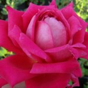  Rosa Freiheitsglocke® cserepes rózsa