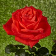  Rosa Prominent® cserepes rózsa