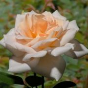  Rosa Grand Mogul cserepes rózsa