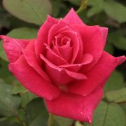  Rosa Sasad cserepes rózsa