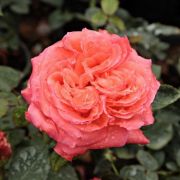  Rosa Queen of Roses cserepes rzsa