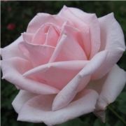  Rosa Königlicht Hoheit cserepes rózsa