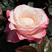  Rosa La Garonne cserepes rzsa