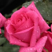  Rosa Lancôme cserepes rózsa
