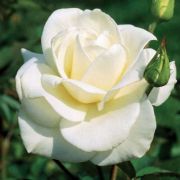  Rosa Mount Shasta cserepes rózsa