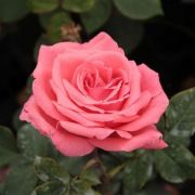  Rosa Pariser Charme cserepes rzsa