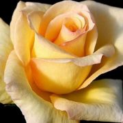  Rosa Elegant Beauty cserepes rzsa