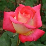  Rosa Renica cserepes rózsa