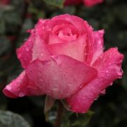  Rosa Rose Gaujard cserepes rózsa