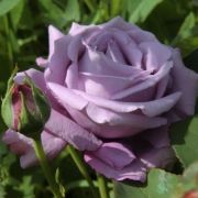  Rosa Blue Monday cserepes rzsa