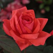  Rosa Resolut® cserepes rózsa