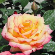  Rosa Centennial Star cserepes rzsa