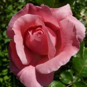  Rosa Queen Elizabeth cserepes rzsa