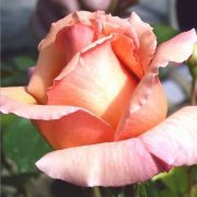  Rosa Tiffany cserepes rzsa