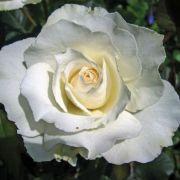  Rosa White Swan cserepes rzsa