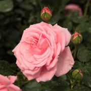  Rosa Coral Dawn cserepes rzsa