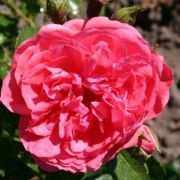  Rosa Rosarium Uetersen® cserepes rózsa