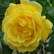  Rosa Golden Showers® cserepes rózsa