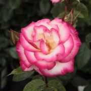  Rosa Harlekin® cserepes rózsa