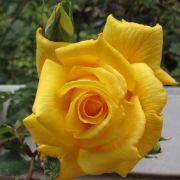  Rosa Royal Gold cserepes rzsa
