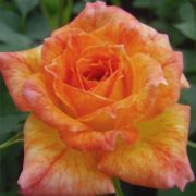  Rosa Baby Darling™ cserepes rózsa