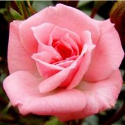  Rosa Rennie's Pink cserepes rzsa