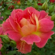  Rosa Cleoptra cserepes rzsa