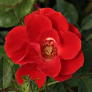  Rosa Tara Allison™ cserepes rózsa