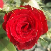  Rosa Festival® cserepes rózsa