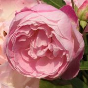  Rosa Sorbet Pink cserepes rzsa